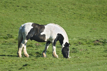 Piebald horse