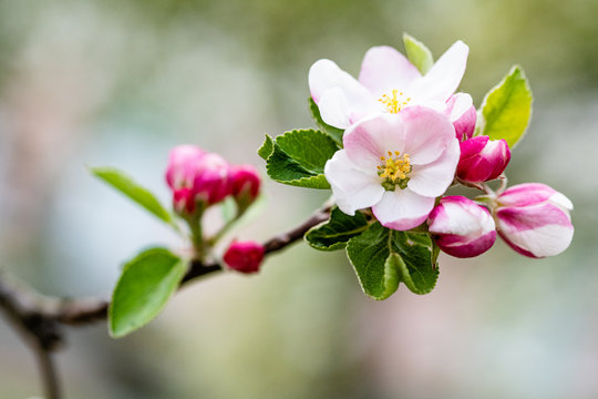 apple tree blossom