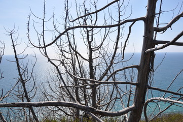 dry trees on the sea coast, spring