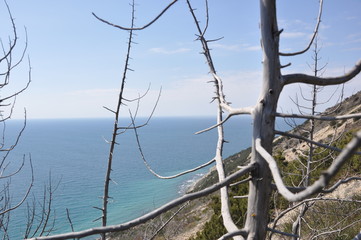 dry trees on the sea coast, spring