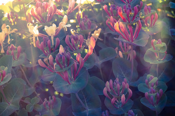 A Bush of Lonicera flower in the garden, by sunny day, also known as honeysuckle flower. Fantastic...