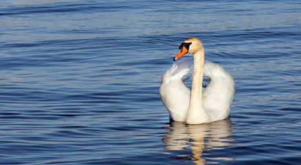 Snow-white swan in crystal clear blue reflection