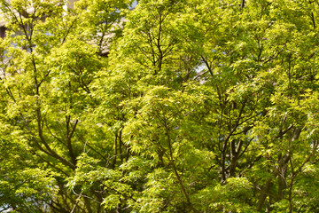 Japanese Maple