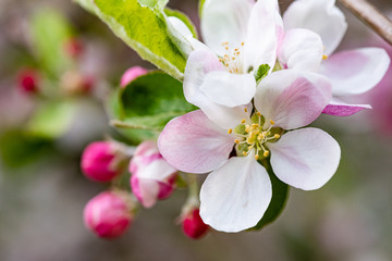 apple tree blossom