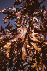 Autumn leaves