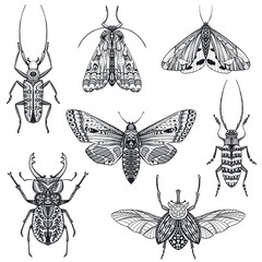 Vector collection of hand drawn insects, moth, butterfly, beetle, bug.