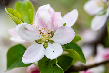 apple tree blossom