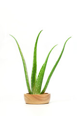 Aloe vera is an ingredient in cosmetics. Help nourish the skin.