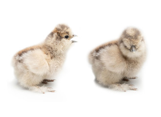 Obraz premium Two-tone chicks on a white background.