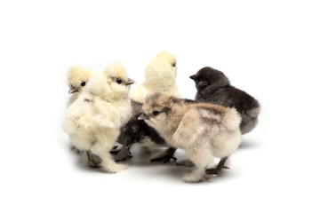 Many silky chicks, multi-colored, on a white background.