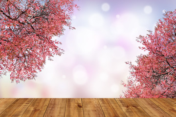 Naklejka na ściany i meble Wooden tables in the beautiful cherry blossoms garden.