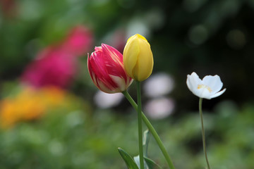 Two tulip flowers clung to each other