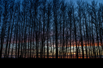 beautiful sunset in the backdrop of the slender trees. Background and texture with soft focus