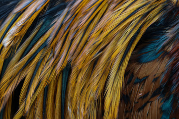 Feathers of various types of chickens and birds.