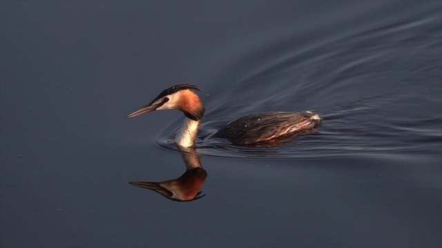 Haubentaucher&nbsp;(Podiceps cristatus) taucht