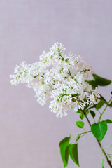White and lilac lilac, a bouquet of branches of blooming lilac, interior decoration, bouquets, Floristics