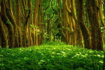 Fototapeta premium Enchanted forest in Caldas da Rainha, Portugal.
