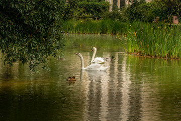 White swans in the lake