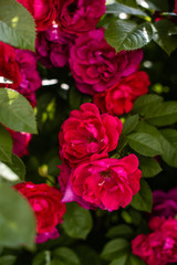 The blooming bushes of roses in the garden. Background of rose bushes