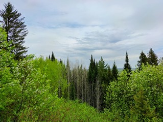 beautiful blue sky before the rain over the green forest