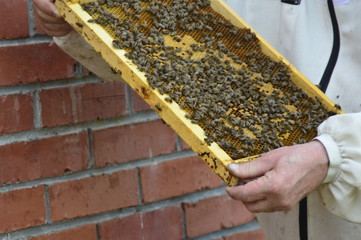 beekeeper working with bees
