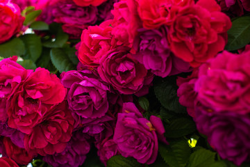 The blooming bushes of roses in the garden. Background of rose bushes