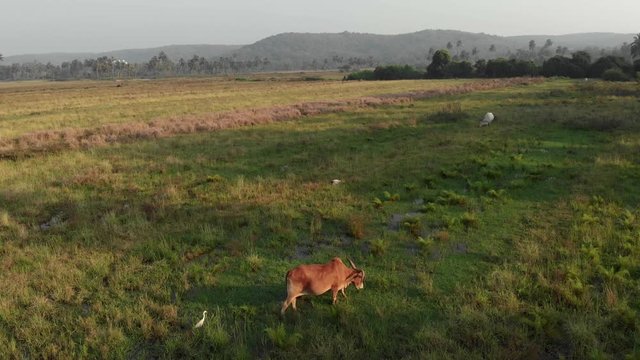 Animal world. A cow grazes in a meadow, eats green fresh grass.