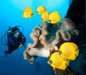 Underwater image of coral reef with diver and school of Masked Butterfly Fish.
