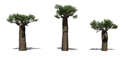Set of Madagascan Baobab trees with shadow on the floor - isolated on white background - 3D illustration