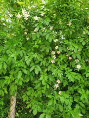 green leaves background