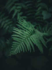 Dark green plant