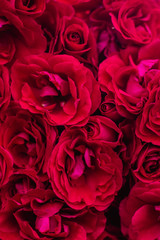 Fototapeta premium The blooming bushes of roses in the garden. Background of rose bushes