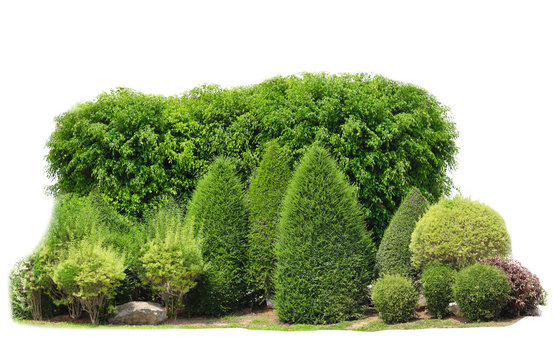 Many Types Of Trees On A White Background.