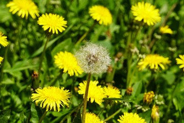 field with yellow dandelions at the spring