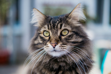 Closeup of muzzle of siberian tabby cat with luxurious mustache.
