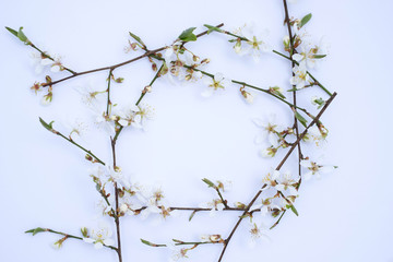 White blossoming cherry branch frame on light background