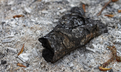 the rest of the burned log lies in the ashes from the fire. The problem of mass fires and the destruction of nature and the environment, animals