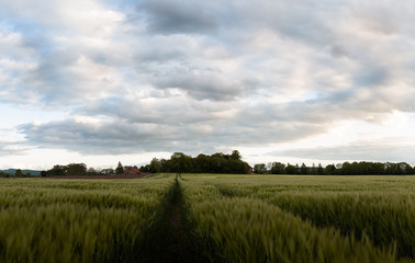 Gerstenfeld im Fr&uuml;hling mit Haus am Horizont und Treckerspur