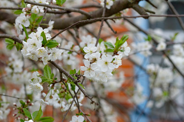 Close-up on Beautiful, large branch with cherry flowers.