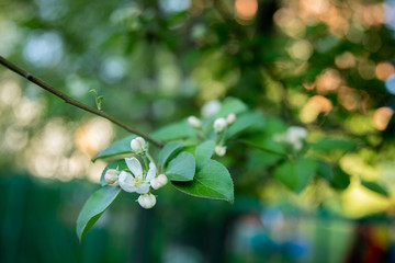 white flowers of apple tree close-up on a tree branch
