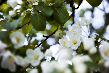 white flowers of apple tree close-up on a tree branch
