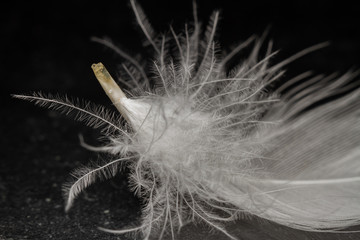 Closeup photo of a white feather of a chicken on a black background