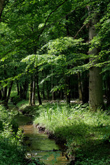 Obraz premium Channel of the Gruyer pond in Rambouillet forest