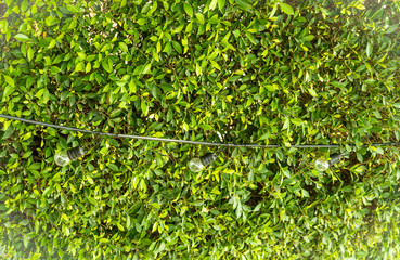 Fototapeta premium light bulbs in the green nature
