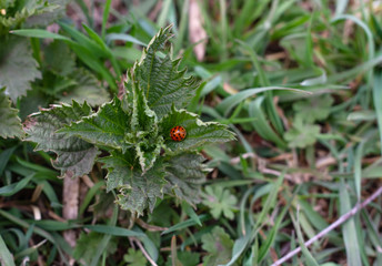 A little ladybug is sitting on the green grass of a nettle.