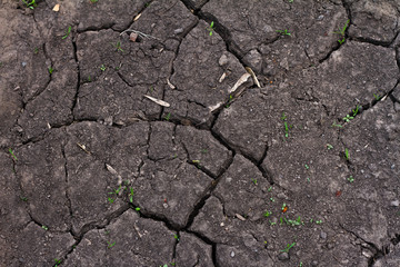 dry cracked black lands, new life, lack of water. saved. Environmental protection, environmental protection, save the earth