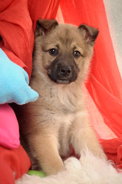 Mongrel puppies for sale near best sale me