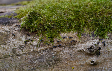 A group of black ants creeps on a tree and works closeup background