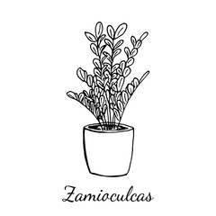 Zamioculcas flower pot isolated on white background. Vector illusytration in sketch realistic style. Dollar tree plant with leaves. Concept of fortune, photosynthesis, house keeping, home plant.