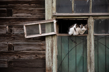 white cat sits on the window of an old wooden house and looks out onto the street